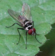 Limnophora obsignata