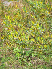 Melilotus altissimus