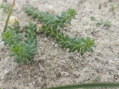 Galium arenarium