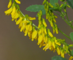 Melilotus altissimus