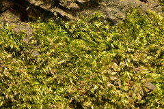 Hypnum resupinatum