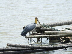 Leptoptilos javanicus