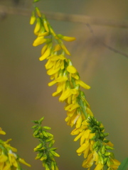 Melilotus altissimus