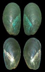 Psammobiidae
