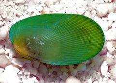 Psammobiidae