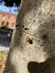 Harmonia axyridis
