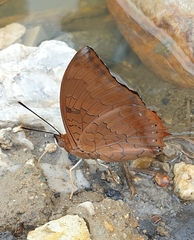 Charaxes