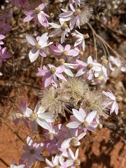 Schoenia cassiniana