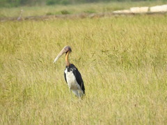 Leptoptilos javanicus