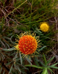 Leucospermum prostratum