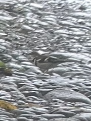 Dendronanthus indicus