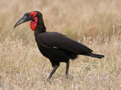 Bucorvus leadbeateri