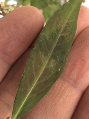 Persicaria maculosa