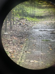 Dendronanthus indicus