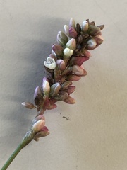 Persicaria maculosa