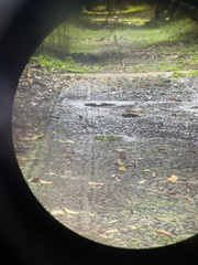 Dendronanthus indicus