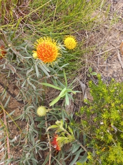 Leucospermum prostratum