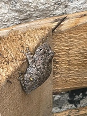 Hyla arenicolor