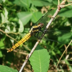 Orthetrum triangulare