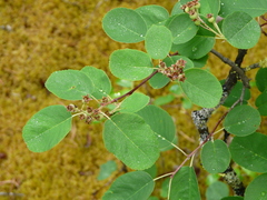 Amelanchier sanguinea