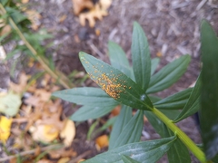 Coleosporium