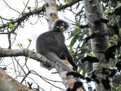 Trachypithecus obscurus