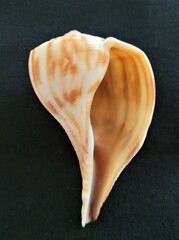 Fulguropsis spirata
