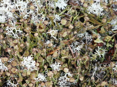 Cladonia gracilis