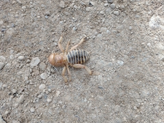 Ammopelmatus