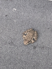 Pelophylax ridibundus