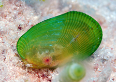 Psammobiidae