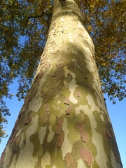 Platanus × hispanica