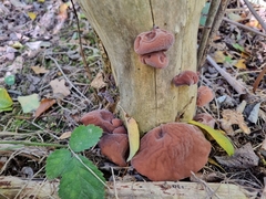 Auricularia auricula-judae