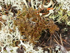 Cladonia crispata