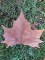 Platanus × hispanica