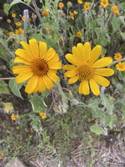 Tithonia tubaeformis