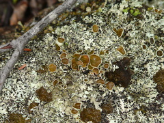 Xanthoparmelia conspersa