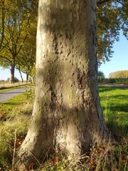 Platanus × hispanica