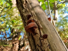 Auricularia auricula-judae