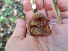 Auricularia auricula-judae