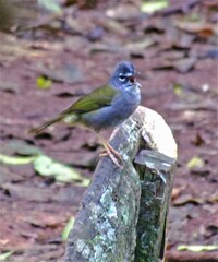 Myiothlypis leucoblephara