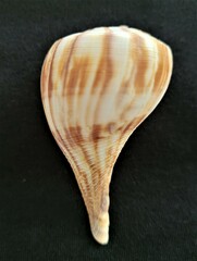 Fulguropsis spirata