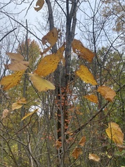Tilia americana americana