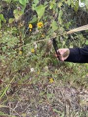 Tithonia tubaeformis