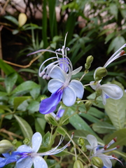 Rotheca myricoides