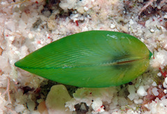 Psammobiidae