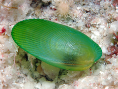 Psammobiidae