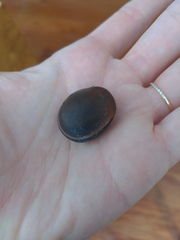 Mucuna sloanei