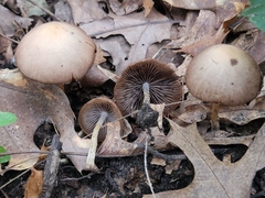 Psathyrella impexa