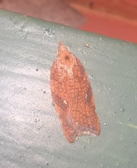 Acleris rhombana